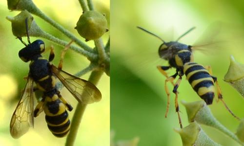 Cerceris arenaria